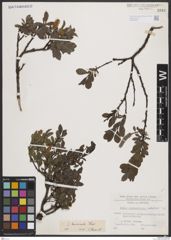 Foto von Salix breviserrata Flod.